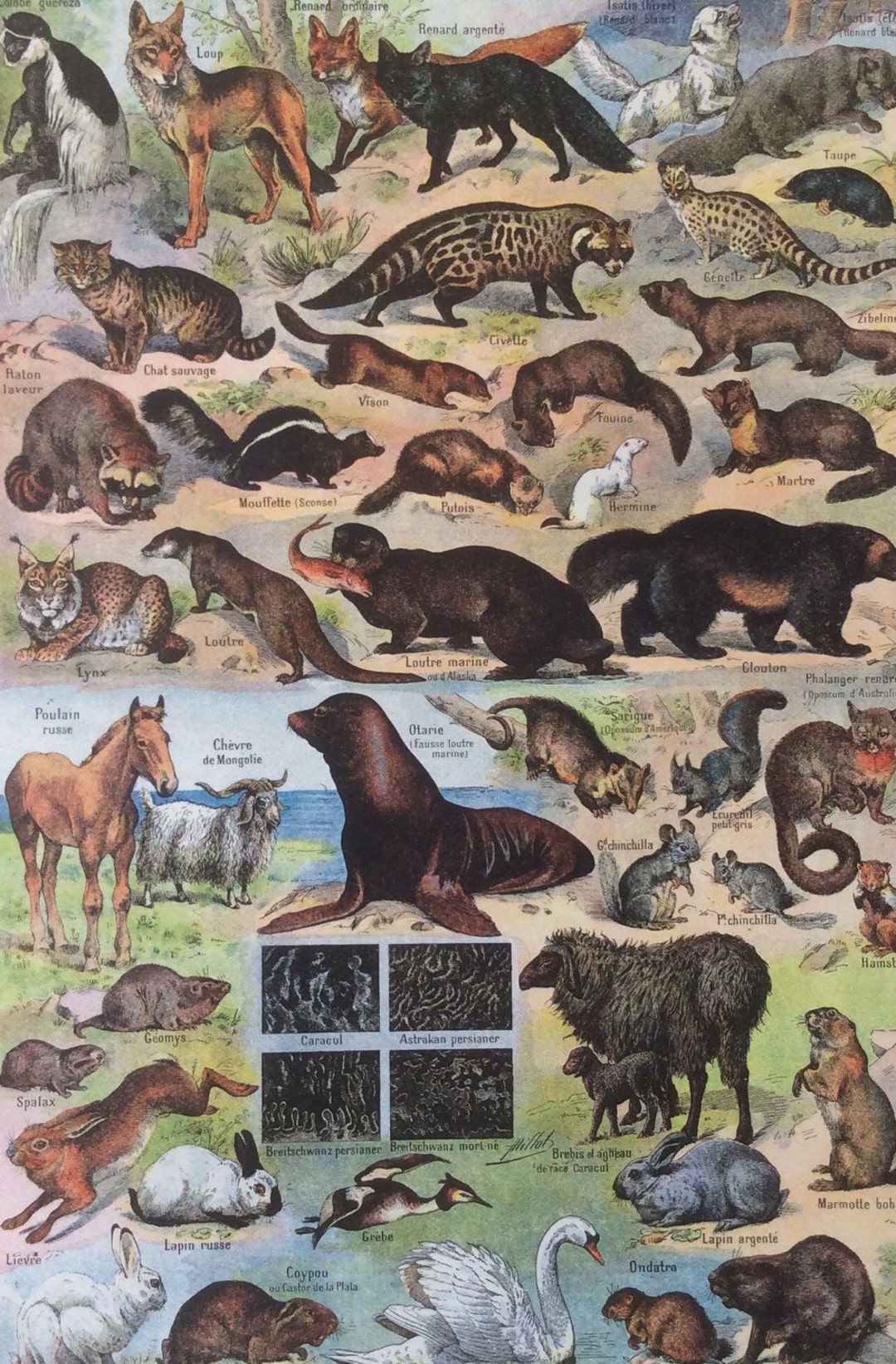 洋書 CLASSIC NATURAL HISTORY PRINTS MAMMALS Vintage French 1930s FUR MAMMALS Animals Bookplate Print