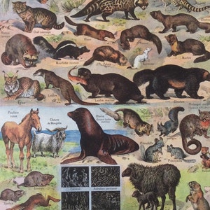 Vintage French 1930s FUR MAMMALS Animals Bookplate Print Illustration Rabbit Civette Lynx Cat Seal Home Decor