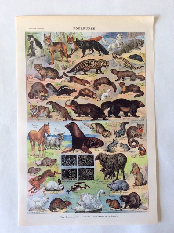 Vintage French 1930s FUR MAMMALS Animals Bookplate Print