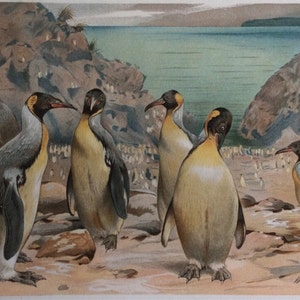 Original Antique Bookplate Chromolithograph 1895 Giant Penguins Victorian Avian Penguin Natural History Print