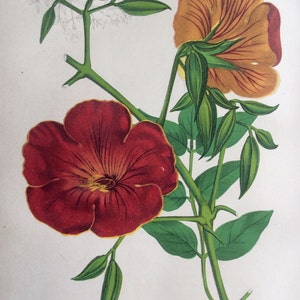 SELTENE antike Druck botanischen 1870er Jahre BIGNONIA GRANDIFLORA Chromolithograph Blume Blumen 1878 Gartenbau Gartenarbeit Home Decor Severeyns