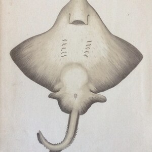May include: A black and white illustration of a skate, a type of ray, with a long tail. The skate is drawn from a dorsal view, showing its underside. The illustration is on a white background.