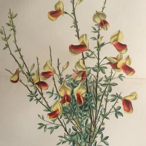 Seltene antike Druck botanischen 1880er Jahre Farbe Lithographie CYSTISUS Scoparius Andreanum Blume Blumen 1884 Gartenbau Gartenarbeit Home Decor