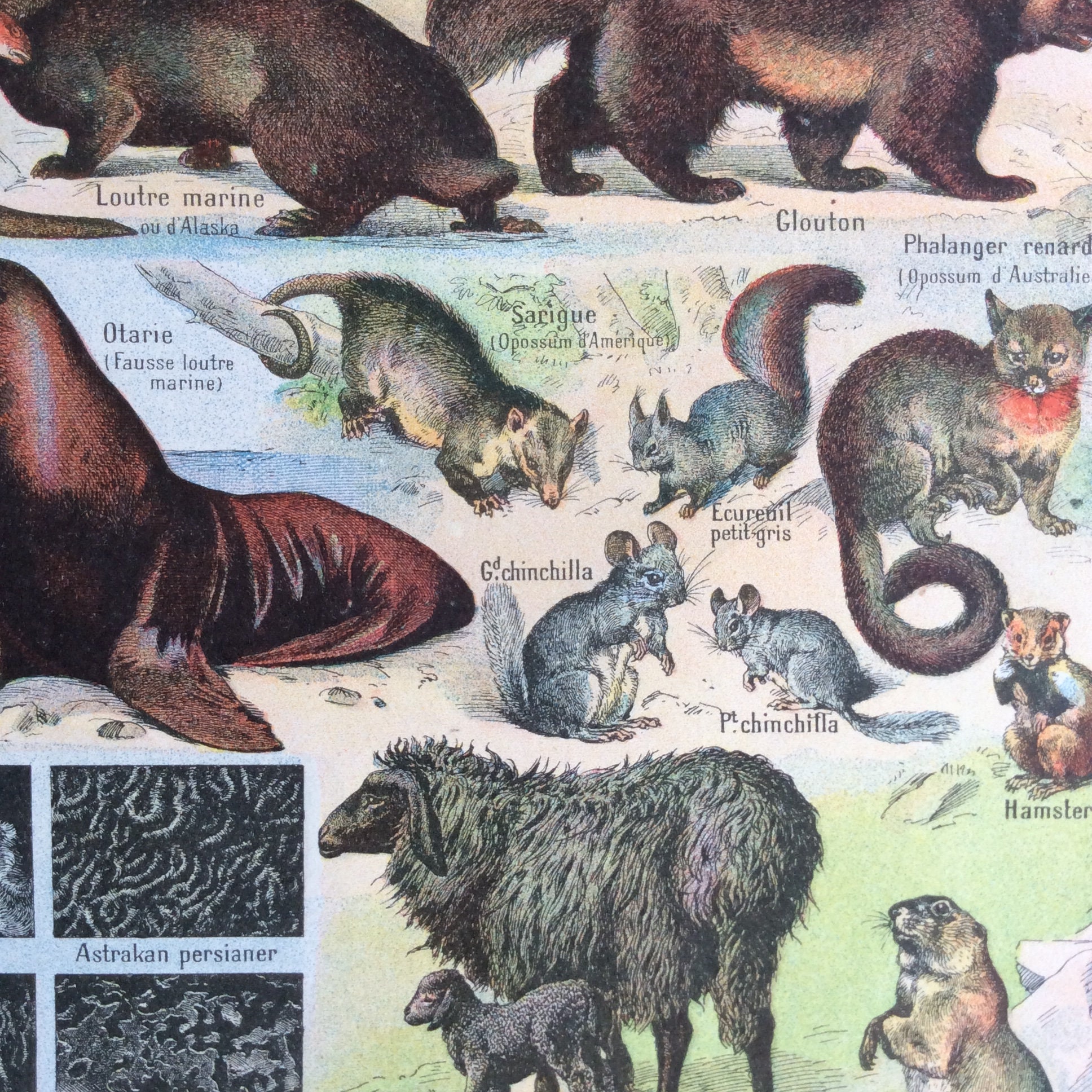洋書 CLASSIC NATURAL HISTORY PRINTS MAMMALS 洋書 CLASSIC NATURAL HISTORY PRINTS MAMMALS 洋書 CLASSIC