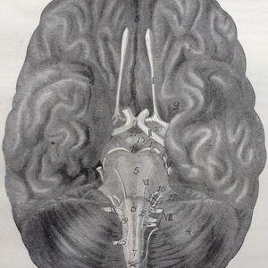 Original Antique Print Human Anatomy 1914 Dissection Bookplate Print Medical Diagram BRAIN CEREBELLUM Nerves