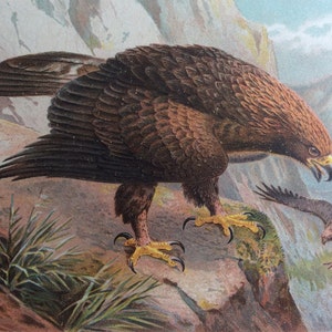 Original Antique Print 1895 Victorian Bookplate GOLDEN EAGLE Chromolithograph Avian Bird Feather 1800s Home Decor Vintage Print