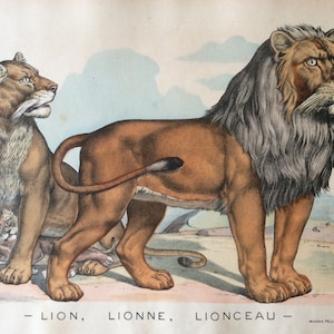 Antique Print 1890 LION BIG CAT Wild Animals Hand Painted Lithograph Folio Bookplate Imagerie Pellerin Print 1890s Nursery Bathroom Decor