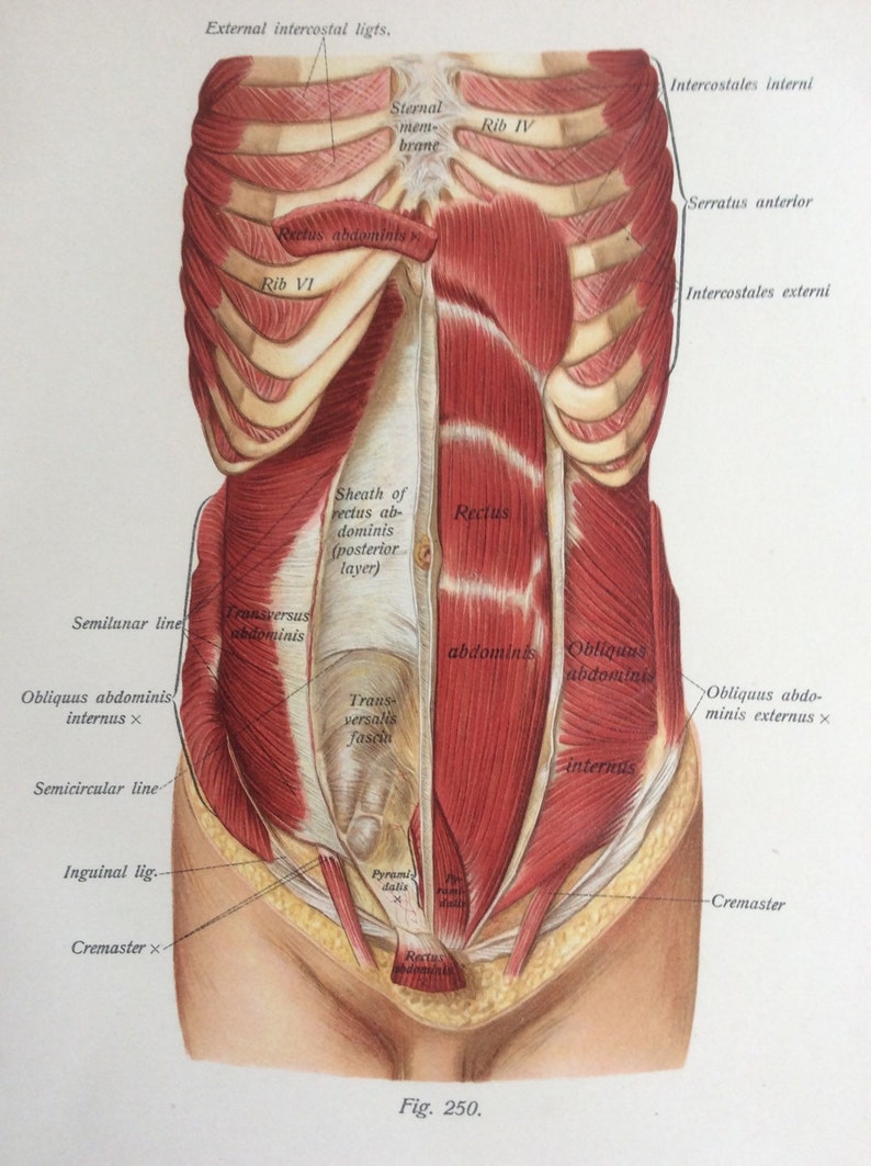 Antique 1897 Viennese Medical Bookplate Torso Muscles Organs Chromolithograph Medical Diagram
