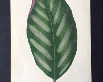 Rare Antique 1865 LOWE’S BOTANICAL Bookplate Wood Block Print Botany Plants Home Decor