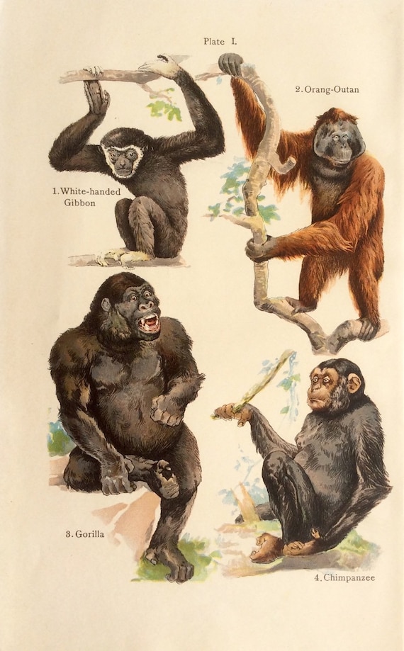 Old pictures of MONKEYS antique print 1849 original vintage poster apes