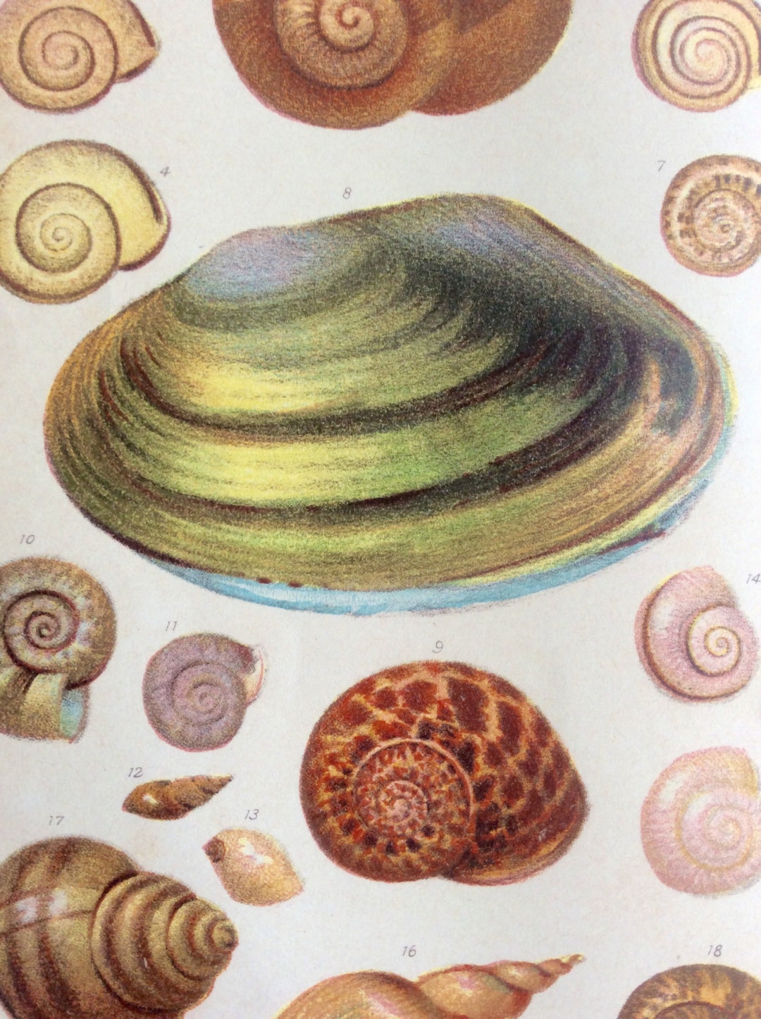 Victorian Shell Patterns Original Antique SHELLS 1893 Victorian Bookplate Chromolithograph Print ...