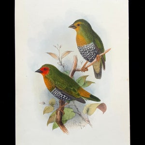 Antique Print 1910 Hand Coloured FINCH Lithograph Natural History Bookplate Bird Ornithology Avian Keulemans Ibis