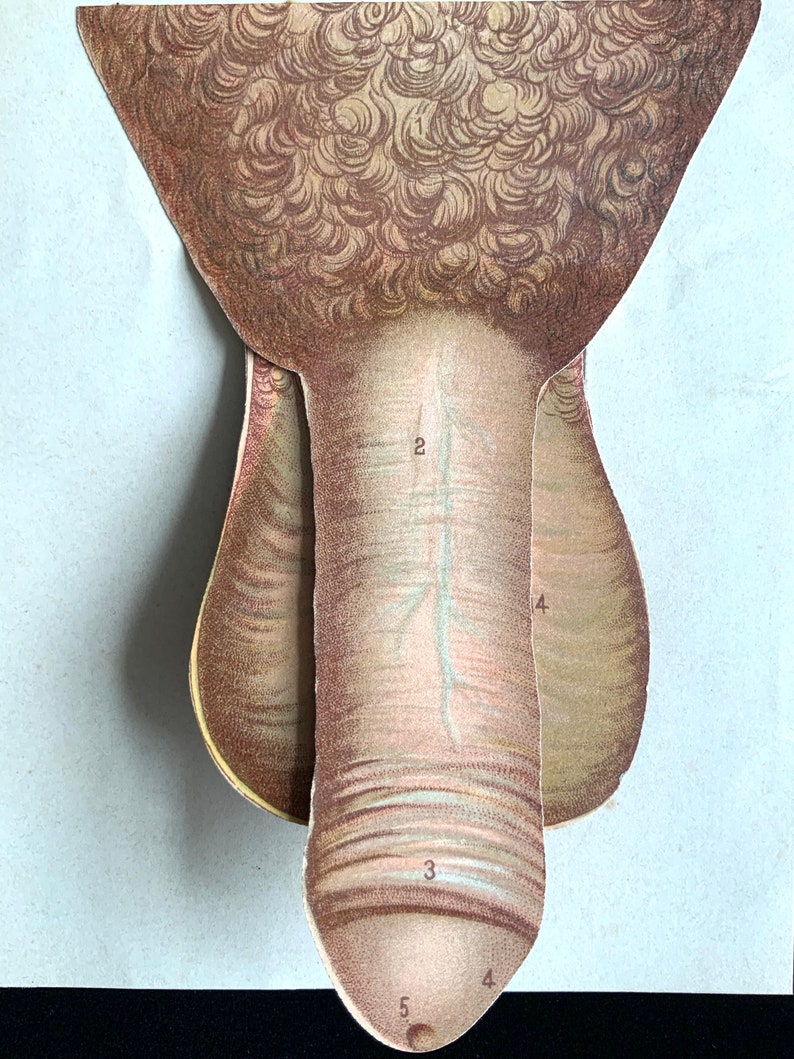 Antique PENIS 1900 French Medical Male Sexual Organs Anatomy | Etsy