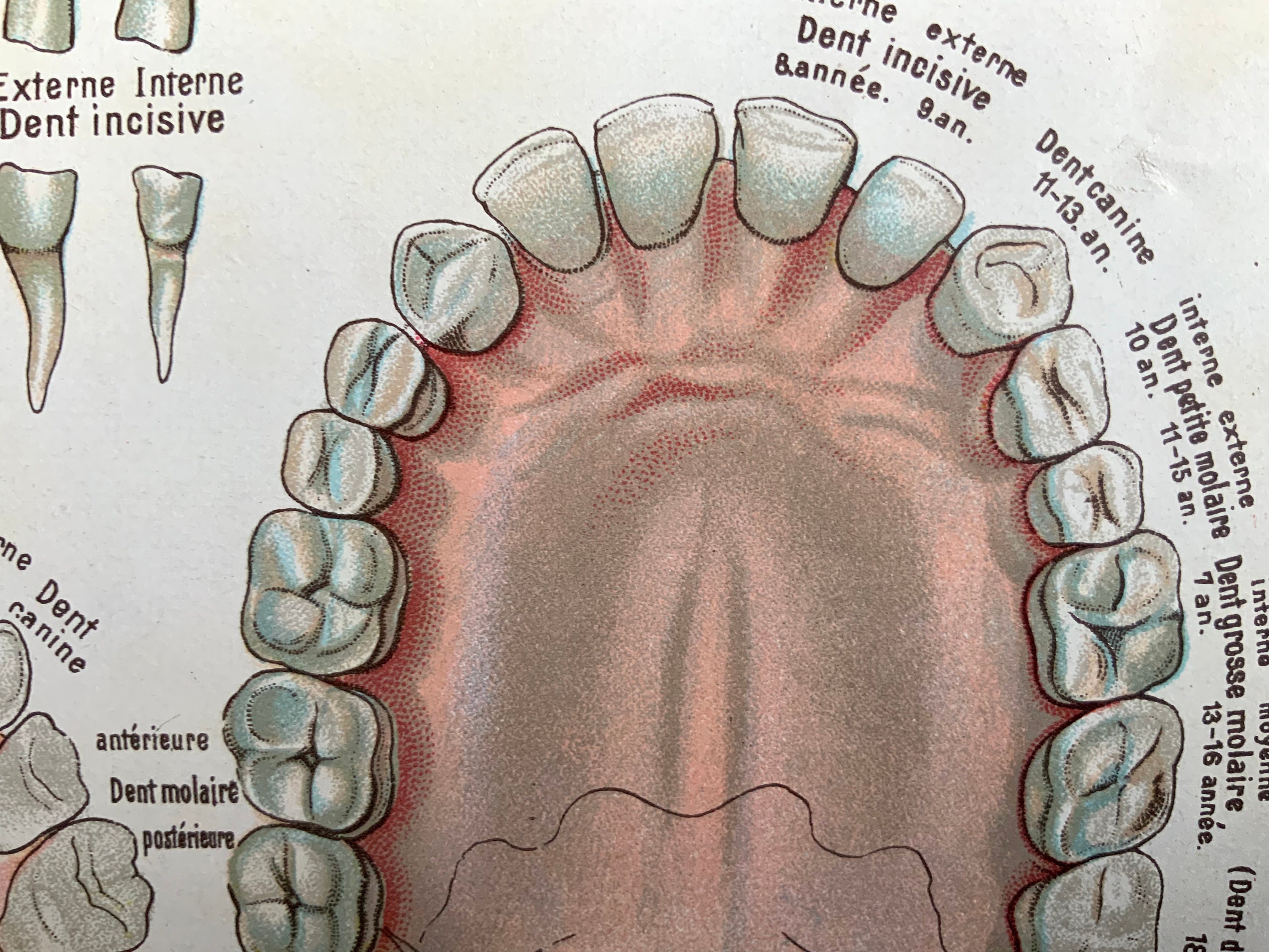 ZAHN ZAHNZAHN Antik Französisch Anatomie Buchschild Druck 1900 Etsy.de