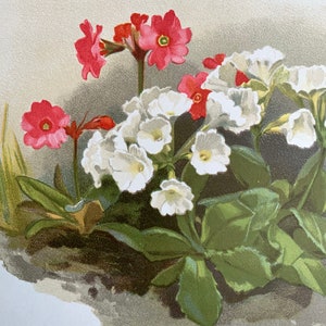 Seltene antike botanische 1880er Jahre Druck Chromolithograph PRIMULA Blume Blumen 1887 Gartenbau Gartenarbeit Home Decor Floristry