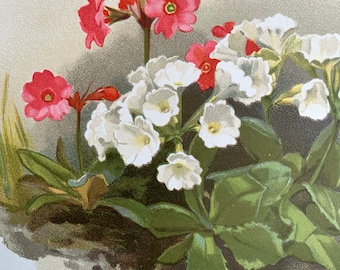 RARE Antique Botanical 1880s Print Chromolithograph PRIMULA Flower Floral 1887 Horticulture Gardening Home Decor Floristry