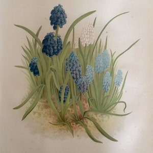 Seltene antike Druck botanischen 1880er Jahre Lithographie Blume Blume HYACINTH 1884 Gartenbau Gartenarbeit Home Decor Floristry Severeyns Goffart