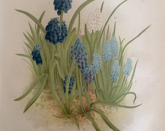 希少なアンティーク植物 1880 年代 プリント リトグラフ 花 花柄