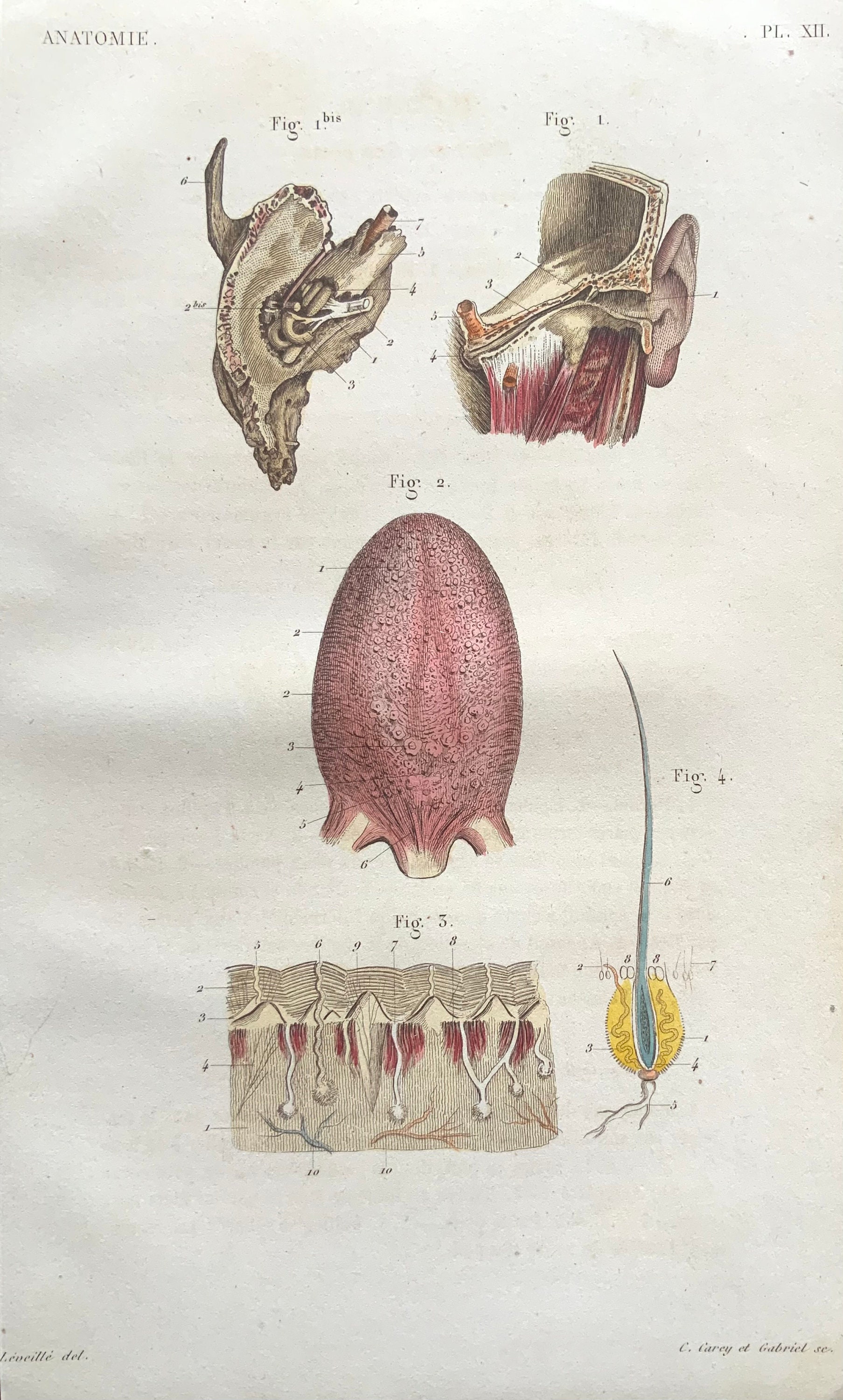 Antique Anatomy Engraving Circa 1850 Hand Coloured Bookplate Print ...
