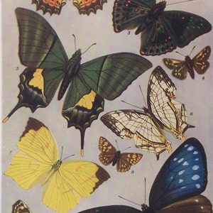 Vintage 1930s Insect Bookplate BUTTERFLIES Print Illustration BUTTERFLY Wings Entomology Lepidoptera Home Decor