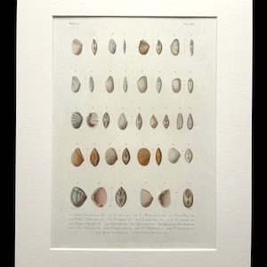 Puede incluir: Una ilustración científica vintage de varias conchas marinas, con dibujos detallados de diferentes especies. La imagen está etiquetada como "Tellina" y "Tab. 1312" e incluye números y descripciones de cada concha.