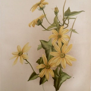 Seltene antike Druck botanischen 1880er Jahre Lithographie Blume Floral Epacris 1884 Gartenbau Gartenarbeit Home Decor Floristry Severeyns Goffart