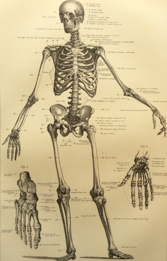 Antique 1890s Victorian Skeleton Print Human Anatomy Bookplate Etsy