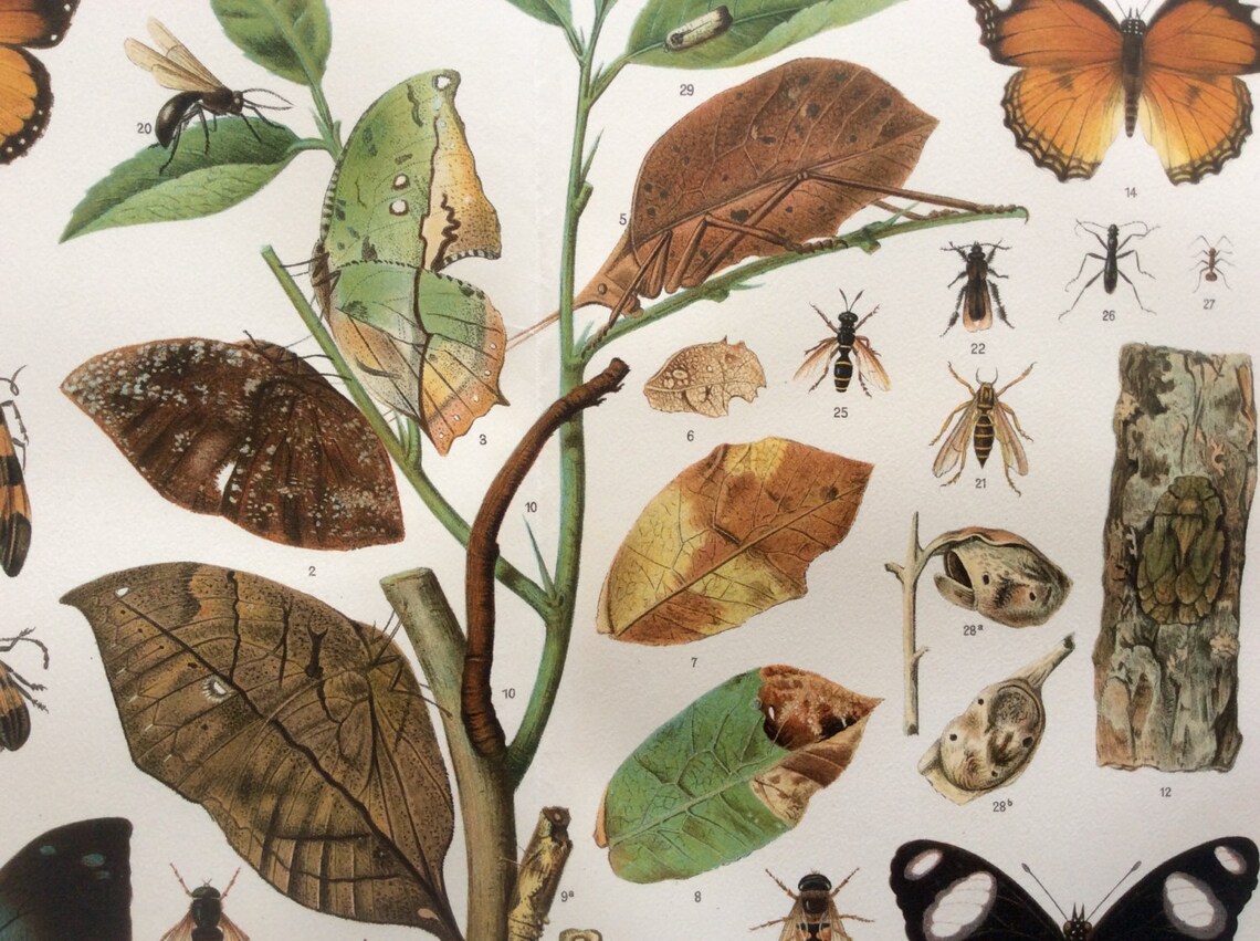 mariposas de impresión antigua insectos mimetismo impresión alemana