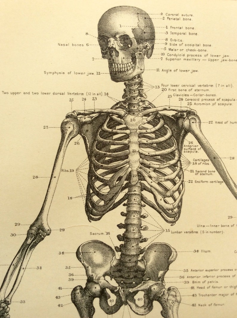 Antique 1890s Victorian Skeleton Print Human Anatomy Bookplate Etsy