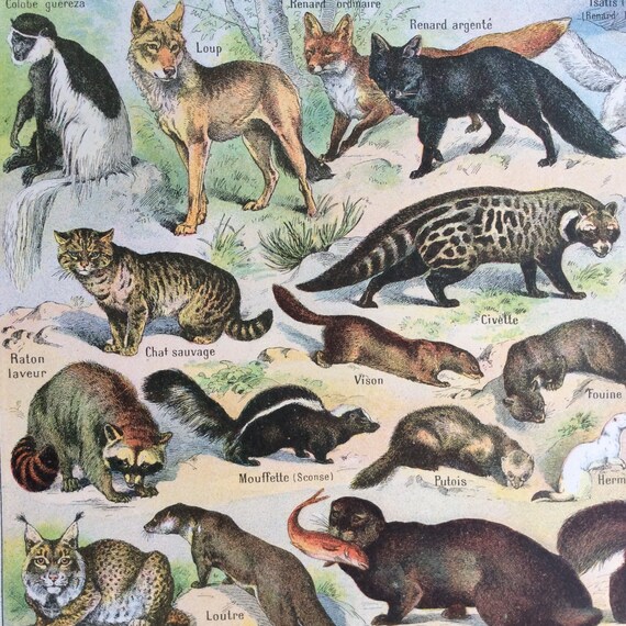 Vintage French 1920s FUR MAMMALS Animals Bookplate Print