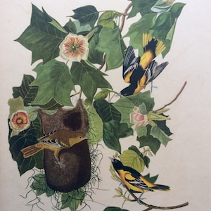 AUBODON 1949 ORIOLE BIRD Avian print vintage 1940s bookplate