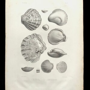 May include: A black and white illustration of various scallop shells. The image includes a close-up of the shell's interior, showing the intricate details of the ridges and grooves. The caption below the image reads: "1. Pecten Radula Lin. 2. Pecten Jacobæus Lin. 3. Spondylus fœdus (fragment) Chem. 4. Pecten Mediterraneanus Lamarck."