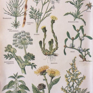 Antiguo alemán Bookplate impresión de 1920 plantas medicinales remedios herbarios