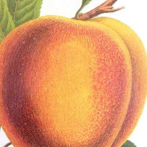 Seltene antike Druck botanische1870er Jahre PEACH FRUIT Grape Chromolithograph 1874 Gartenbau Gartenarbeit Home Decor Floristry Severeyns