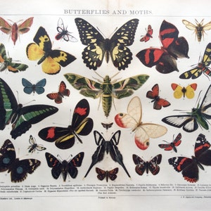 Vintage 1920s BUTTERFLIES MOTHS LEPIDOPTERA Chromolithograph Bookplate Print image 4