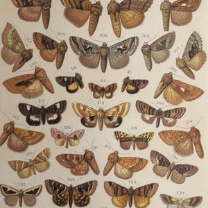 Original Antique Print MOTH BUTTERFLY 1905 Bookplate Butterflies Chromolithograph Lepidoptera Print Circa Home Decor Vintage Print