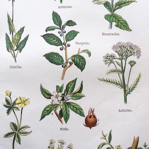 Impresión antigua francés Bookplate Print 1900s Cromolítico PLANTAS MEDICINALES HERBAL Pinecone Lichen Vintage 1900