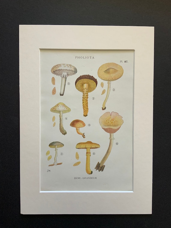 Antique 1919 WILD MUSHROOM Picking Fungi Funghi French Print