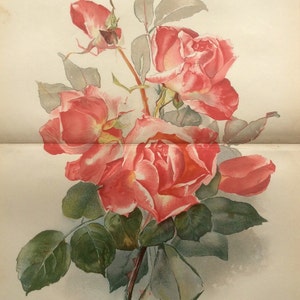RARO estampado antiguo Botánico 1880 Litografía Rosa ROSA Flor Floral 1884 Horticultura Jardinería Casa Decoración Floristería
