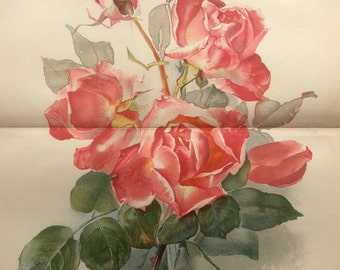 RARE Antique Print Botanical 1880s Lithograph Pink ROSE Flower Floral 1884 Horticulture Gardening Home Decor Floristry