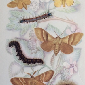 Vintage 1950s Insect Bookplate  MOTHS Pastel Colour Print Illustration Wings Entomology Lepidoptera Home Decor