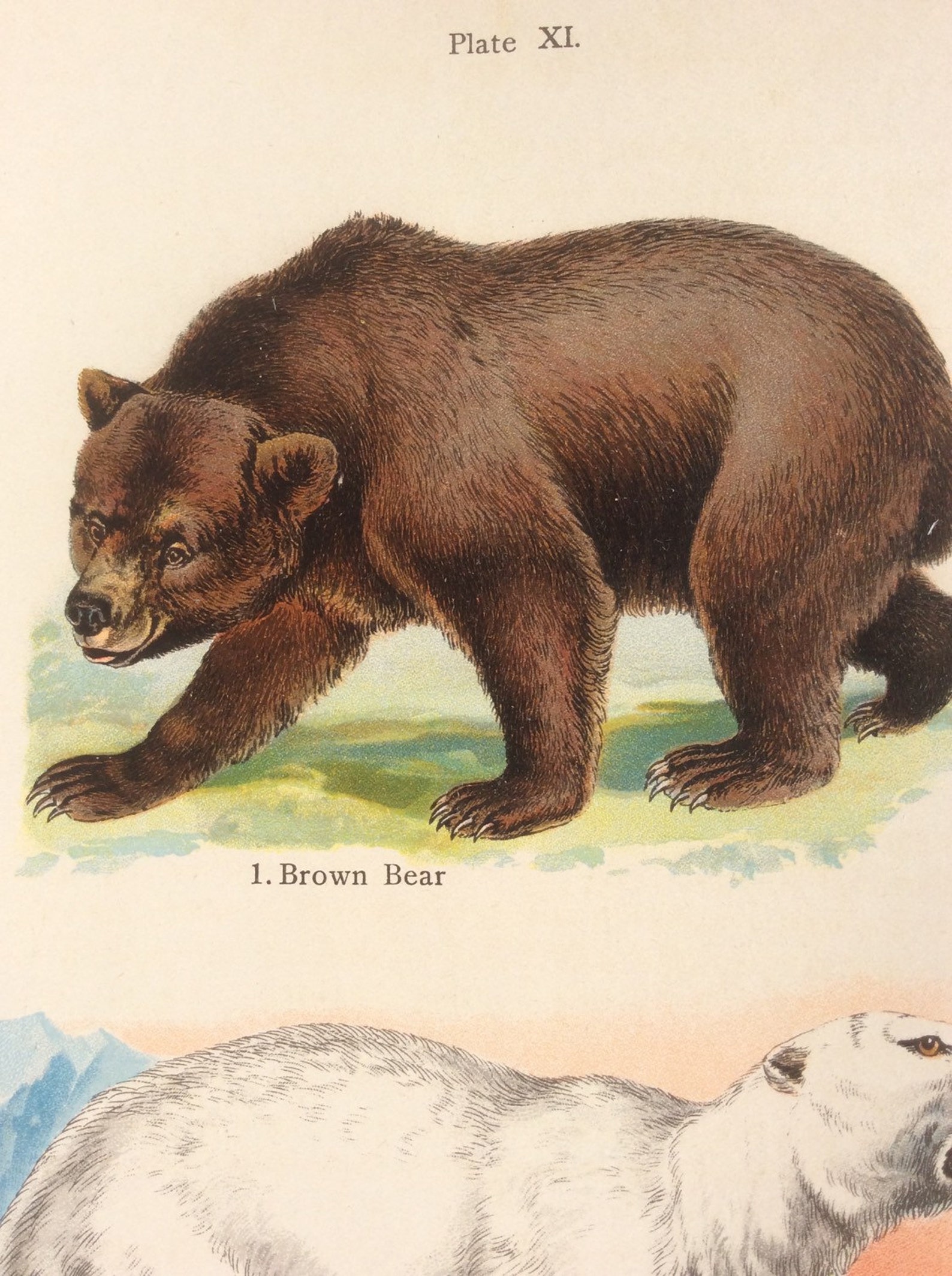 Antique 1909 POLAR BEAR Bookplate Chromolithograph Print Etsy