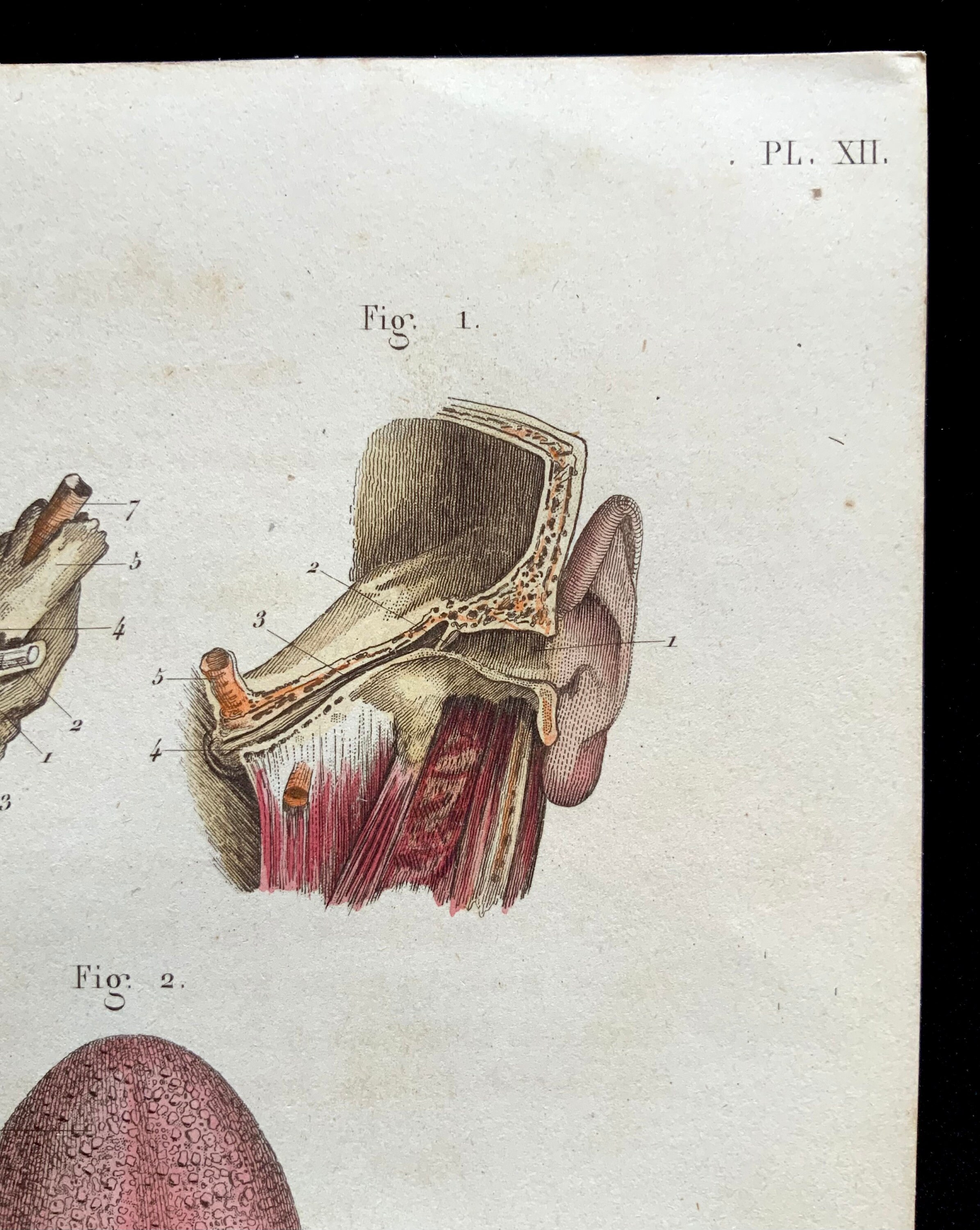 Antique Anatomy Engraving Circa 1850 Hand Coloured Bookplate Print ...