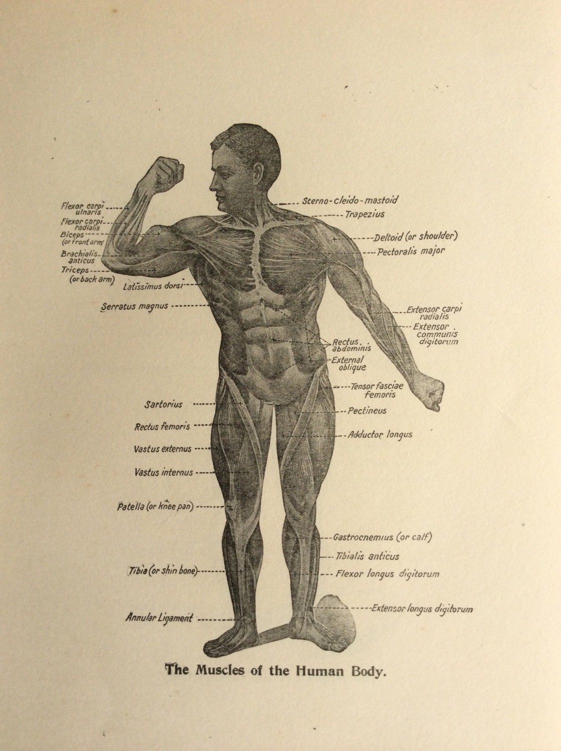 Original Vintage Human Anatomy 1924 Bookplate Print 1920s | Etsy