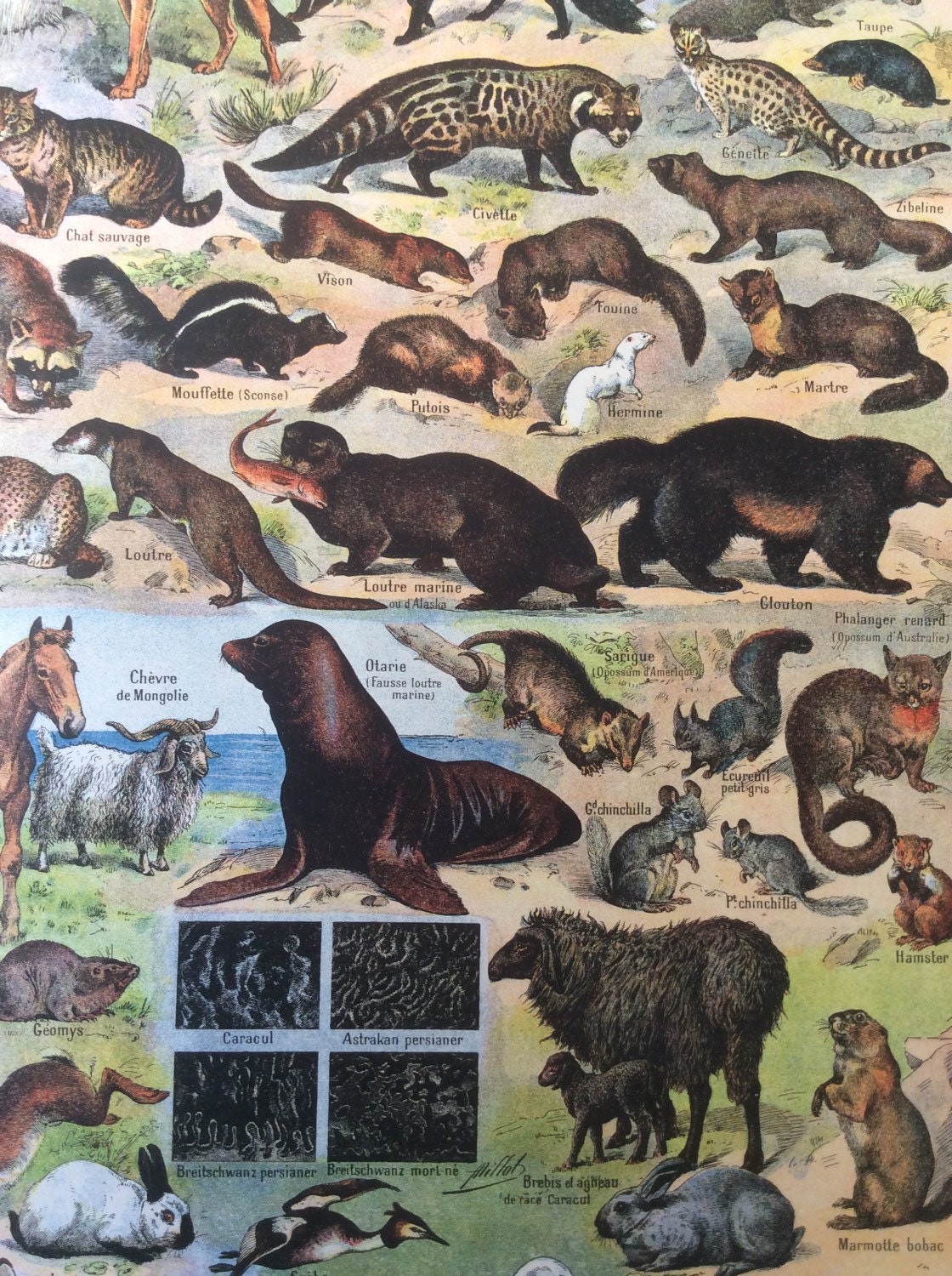Vintage French 1930s FUR MAMMALS Animals Bookplate Print