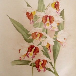 SELTENE antike botanische 1880er Jahre drucken Lithographie Blume Floral 1884 Gartenbau Gartenbau Home Decor Floristik später a. Goffart