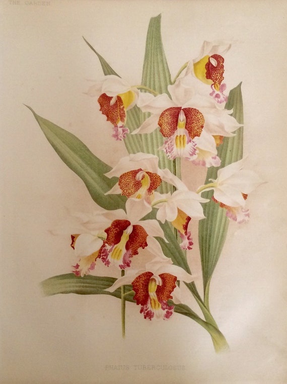 希少なアンティーク植物 1880 年代 プリント リトグラフ 花 花柄 希少なアンティーク植物 1880 年代 プリント リトグラフ 花 花柄