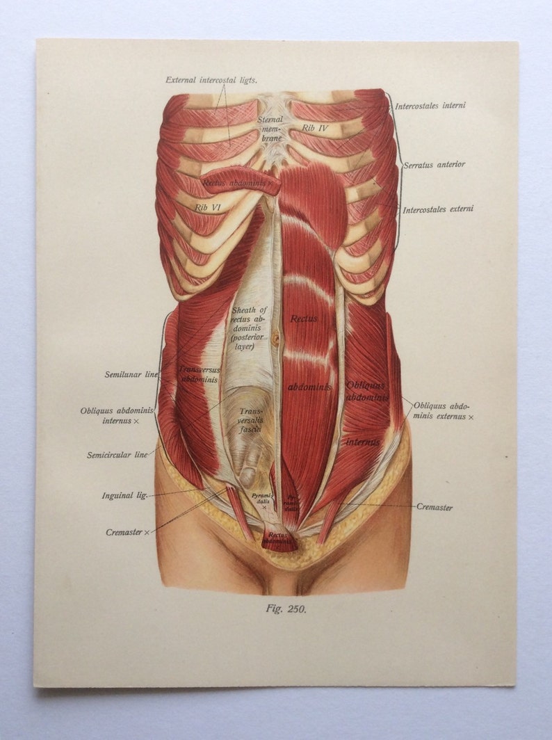 Antique 1897 Viennese Medical Bookplate Torso Muscles Organs Chromolithograph Medical Diagram