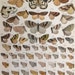 see more listings in the Butterfly/ Moth/ Insect section