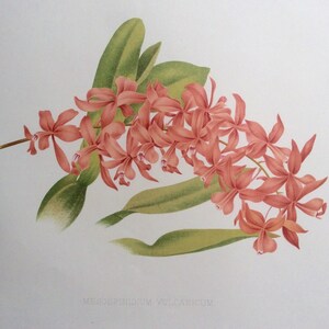 RARE Antique Botanical 1880s Print Victorian Color Chromolithograph Flower Floral Vintage